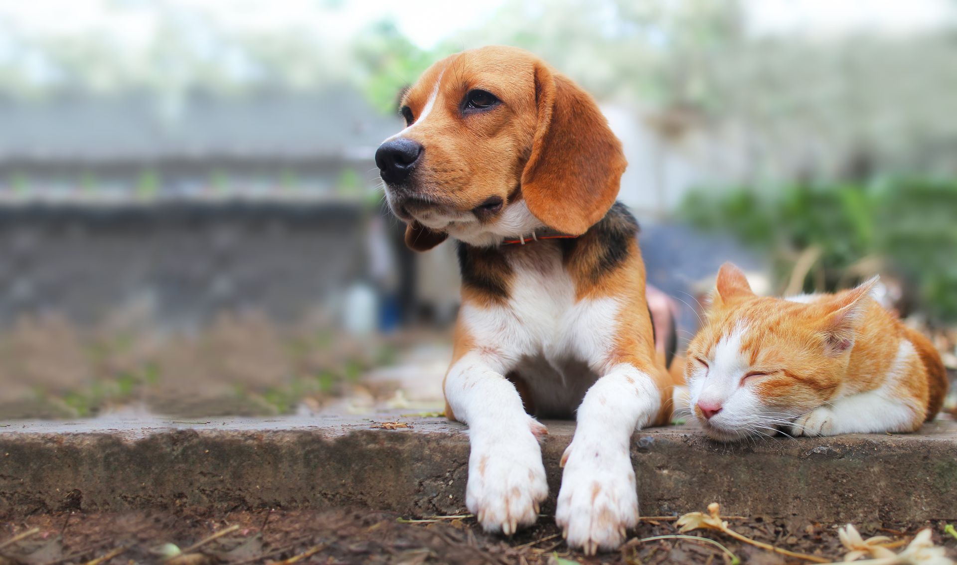 Beagle dog and orange/white cat resting together on a concrete ledge outdoors.