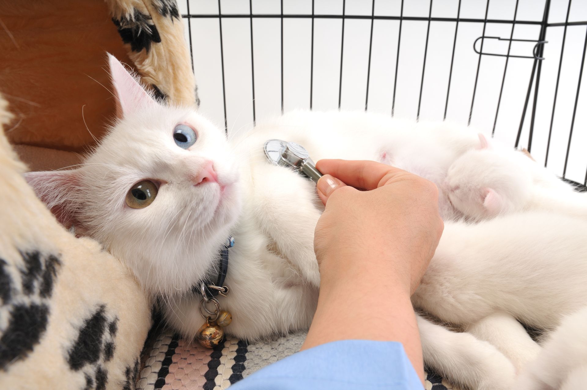 A white cat with heterochromia being examined with a stethoscope by a person’s hand, with a kitten nursing nearby.