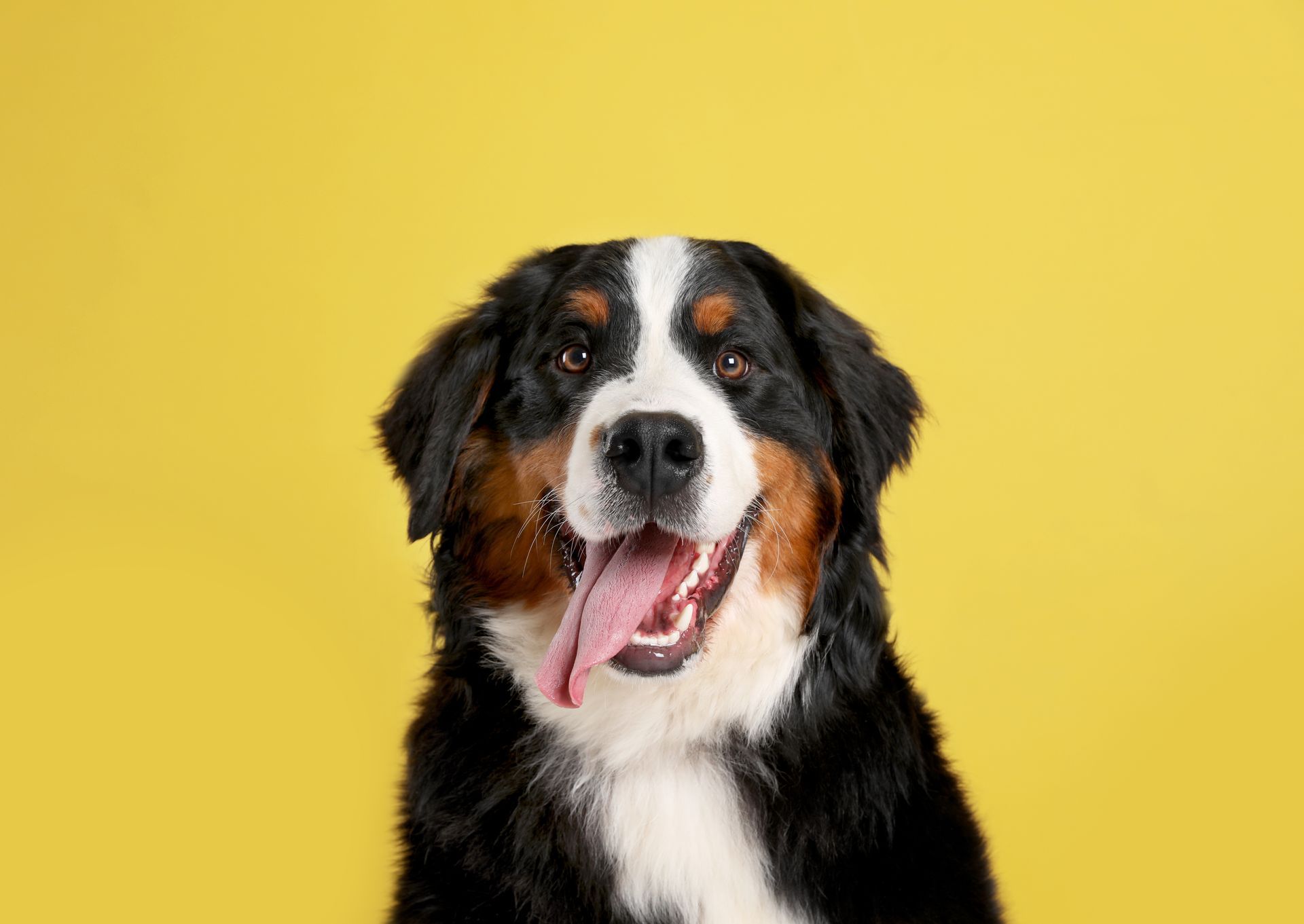 Bernese Mountain Dog with tongue out, against yellow background.