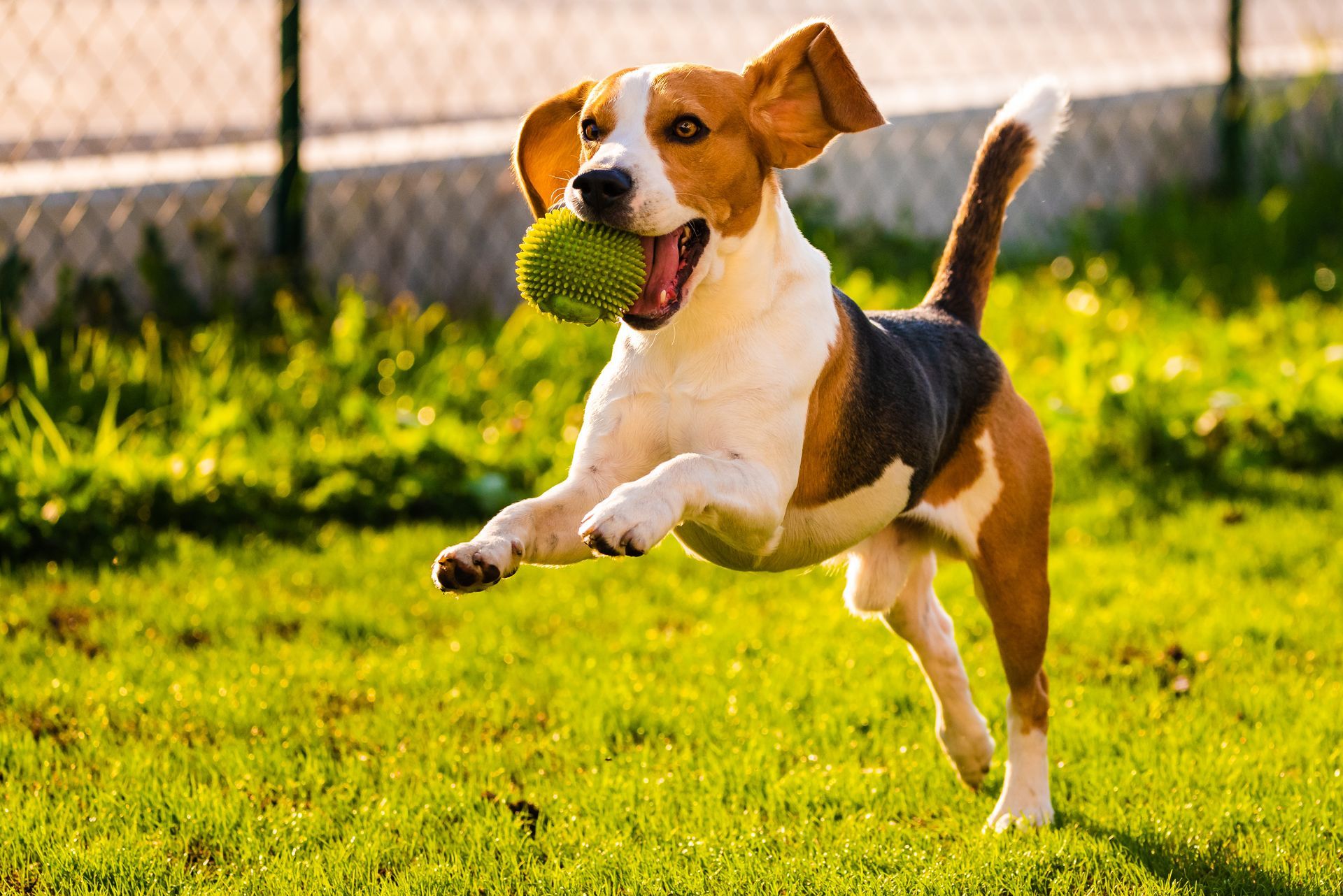 Beagle dog leaping in grass, mouth open, carrying a green ball.