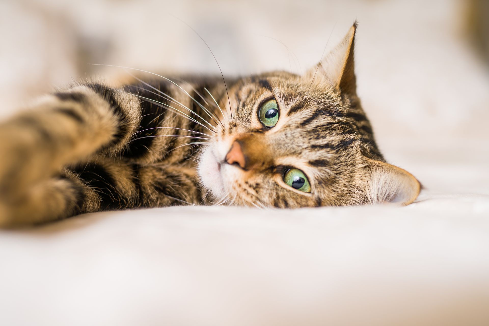 Tabby cat with green eyes resting on a white bed, looking toward the viewer.