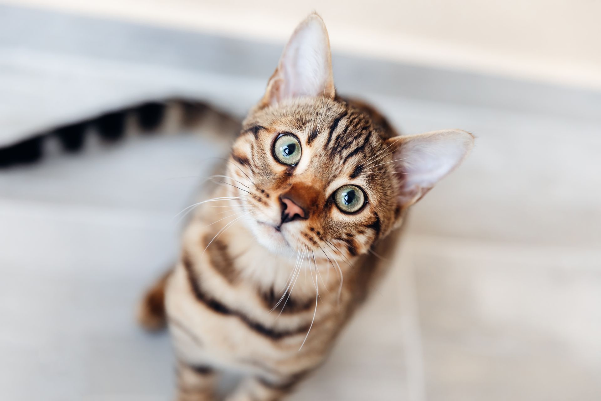 Bengal cat with brown and black markings, looking up with curious green eyes.