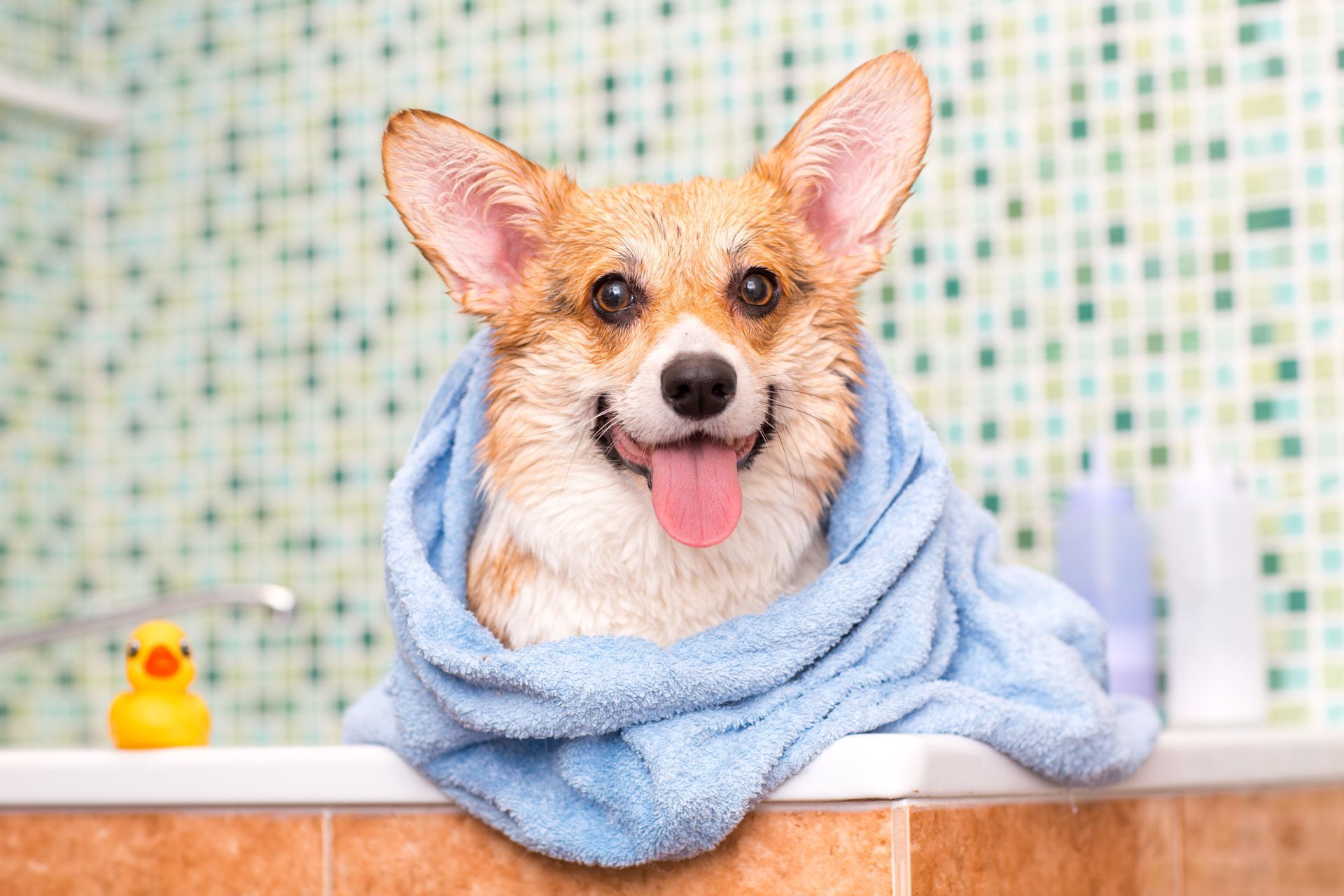 Corgi dog wrapped in a blue towel, smiling with tongue out, in a bathroom after a bath.