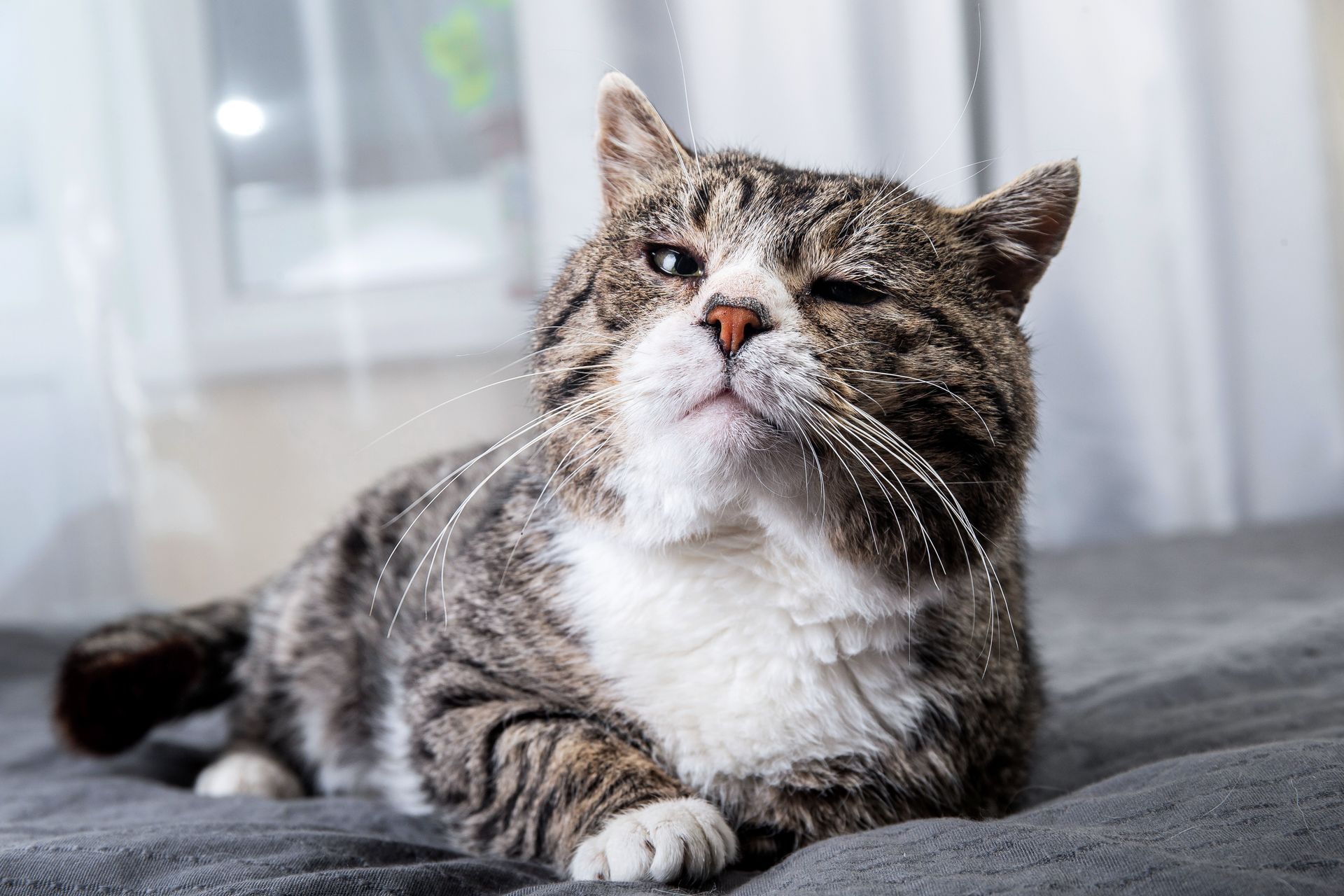 Gray and white tabby cat winking while lying on a gray bed.