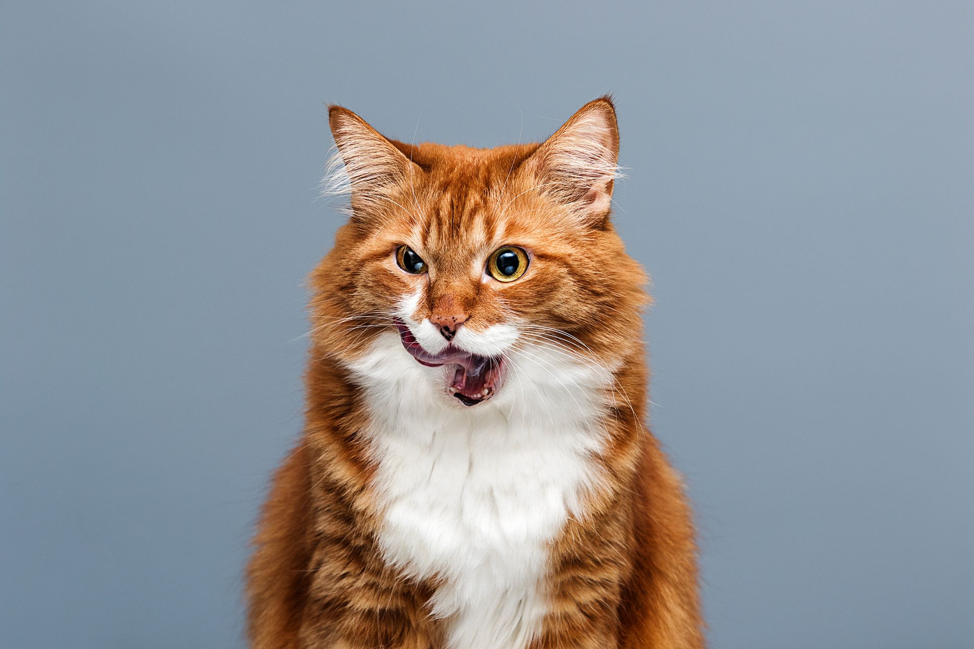 Orange cat with white chest and face, licking its mouth against a gray background.