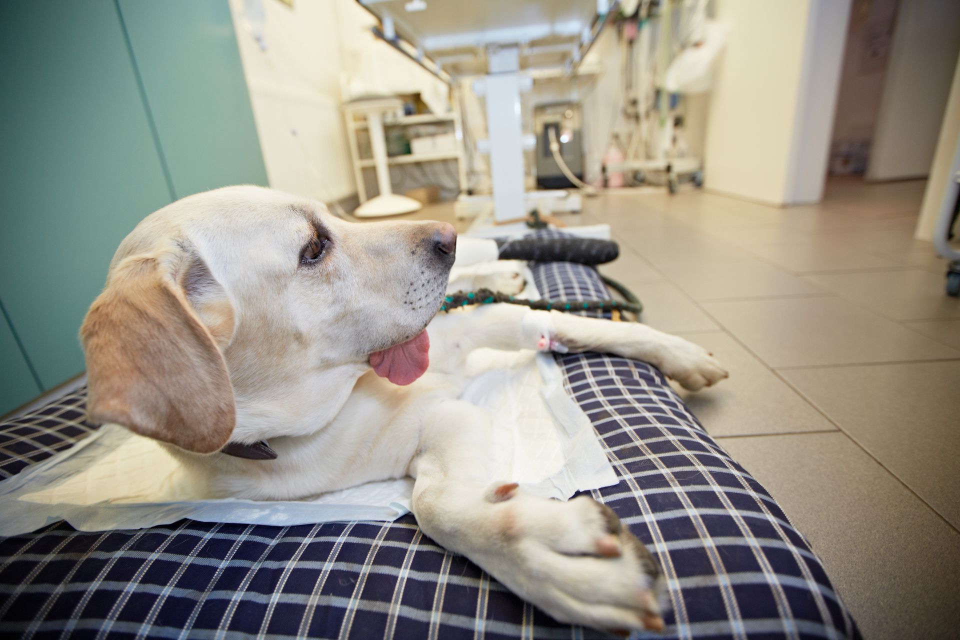 A yellow Labrador retriever lies on a plaid mat in a veterinary clinic, tongue slightly out.