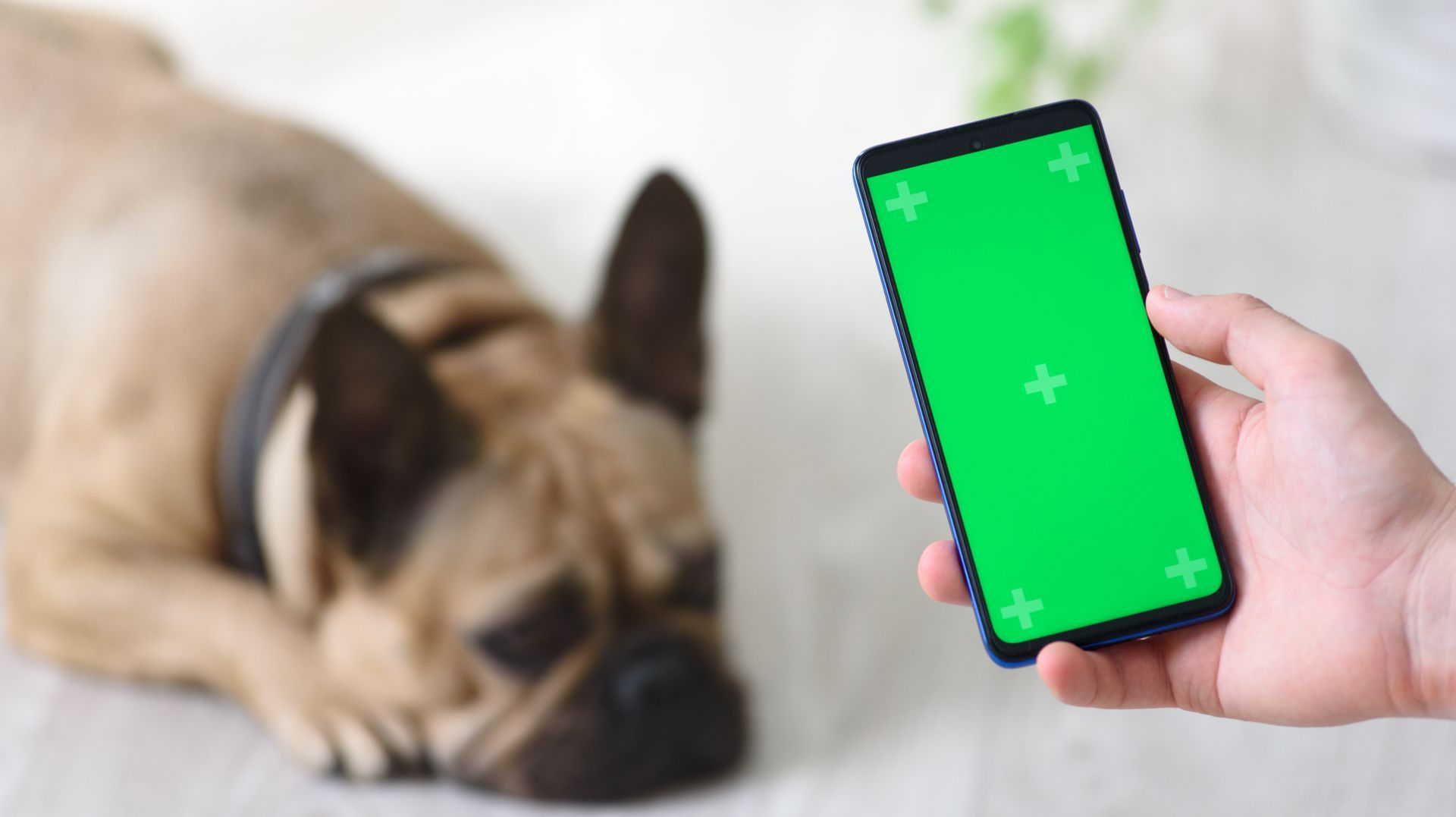 A hand holds a smartphone with a green screen featuring motion-tracking markers, with a blurry French Bulldog nearby.
