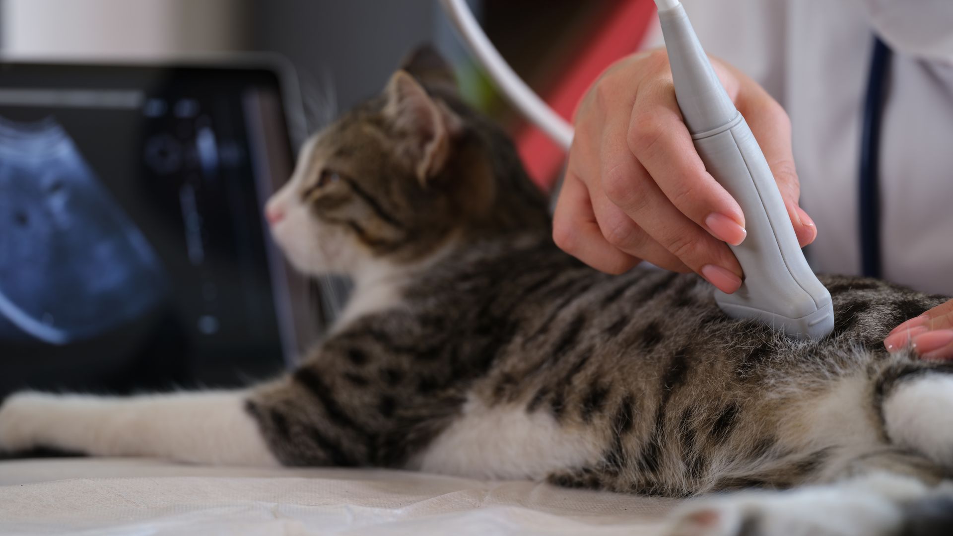 A veterinarian performs an ultrasound scan on a resting tabby cat, with a monitor displaying the internal imagery nearby.
