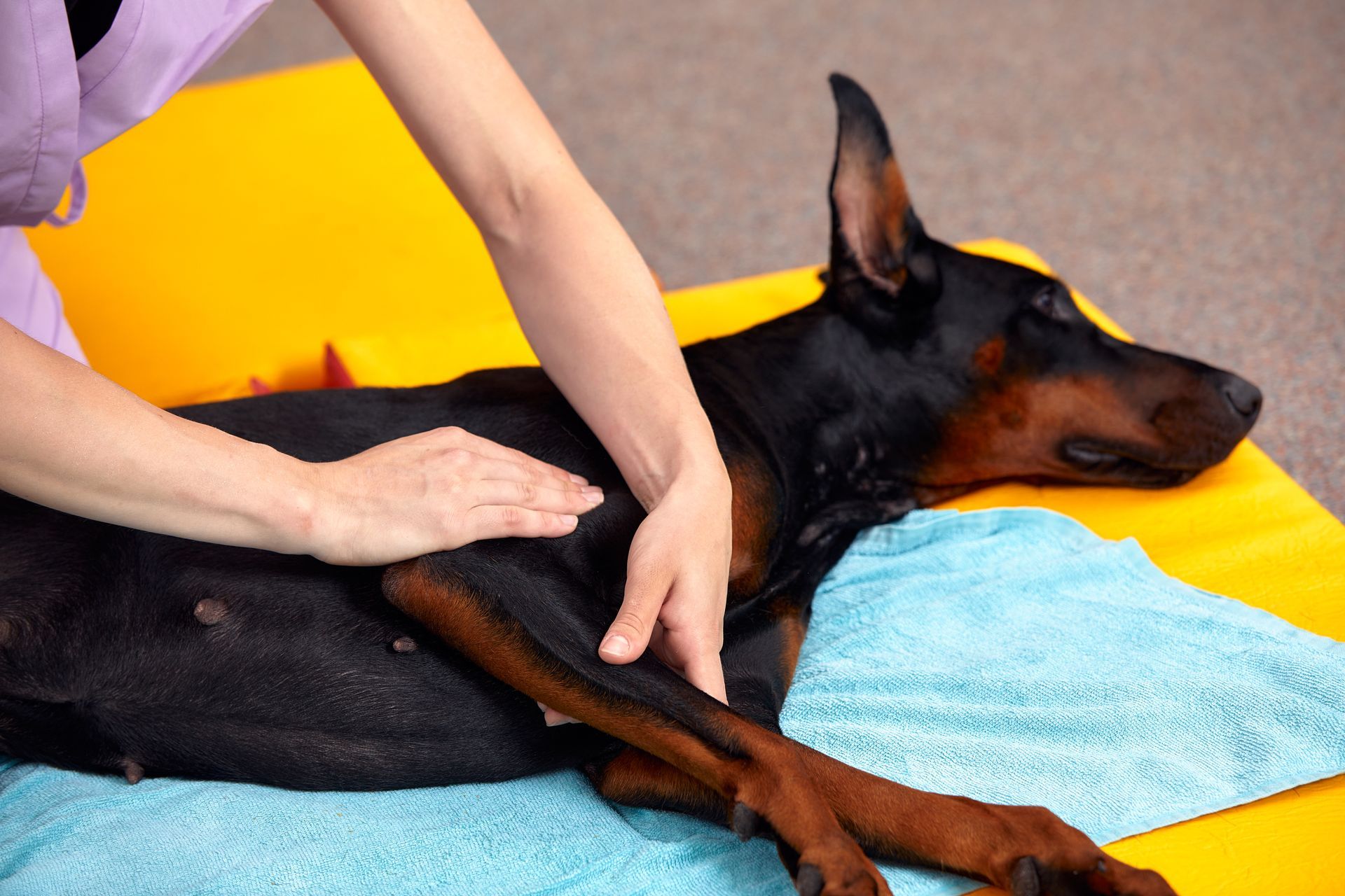 A person gently massages the chest and front leg of a black and tan Doberman lying on a yellow pad and a blue towel.