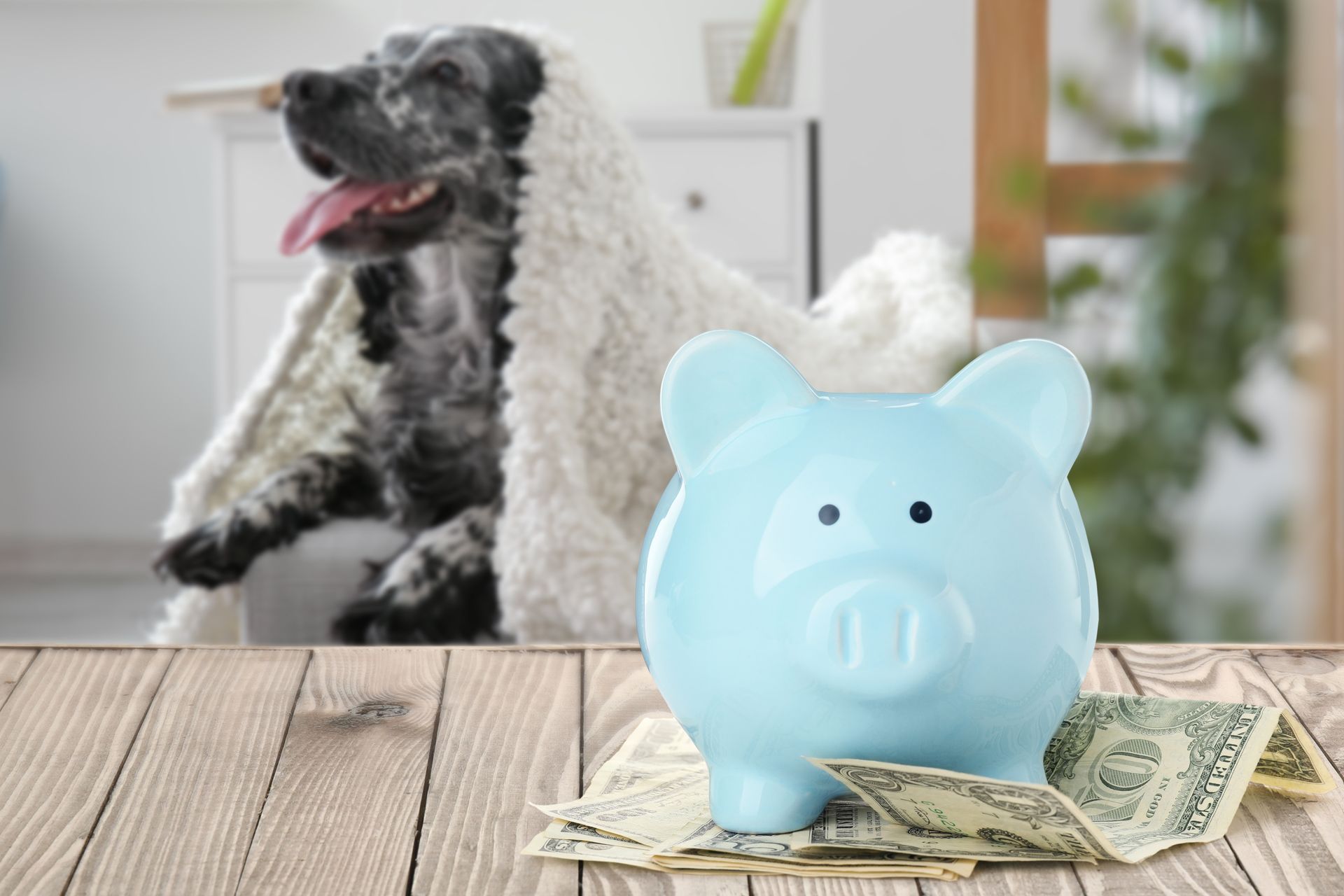 A blue piggy bank sits on a pile of dollar bills on a wooden table, with a dog resting in a white blanket in the background.