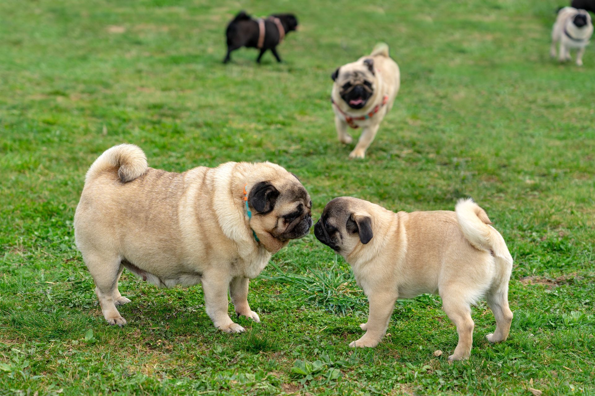 Several tan pugs in a grassy park, two are nose to nose. Other pugs are in the background.