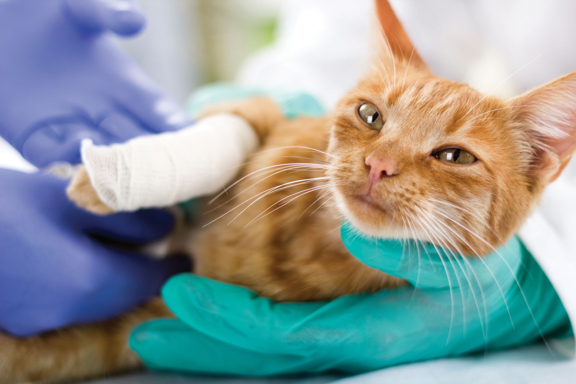 A veterinarian wearing gloves holds and treats an orange cat with a bandaged front paw.