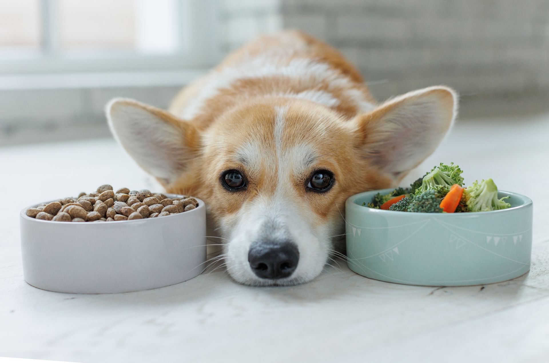 A Corgi lying on a floor between two bowls, one filled with dry kibble and the other with fresh broccoli and carrots.