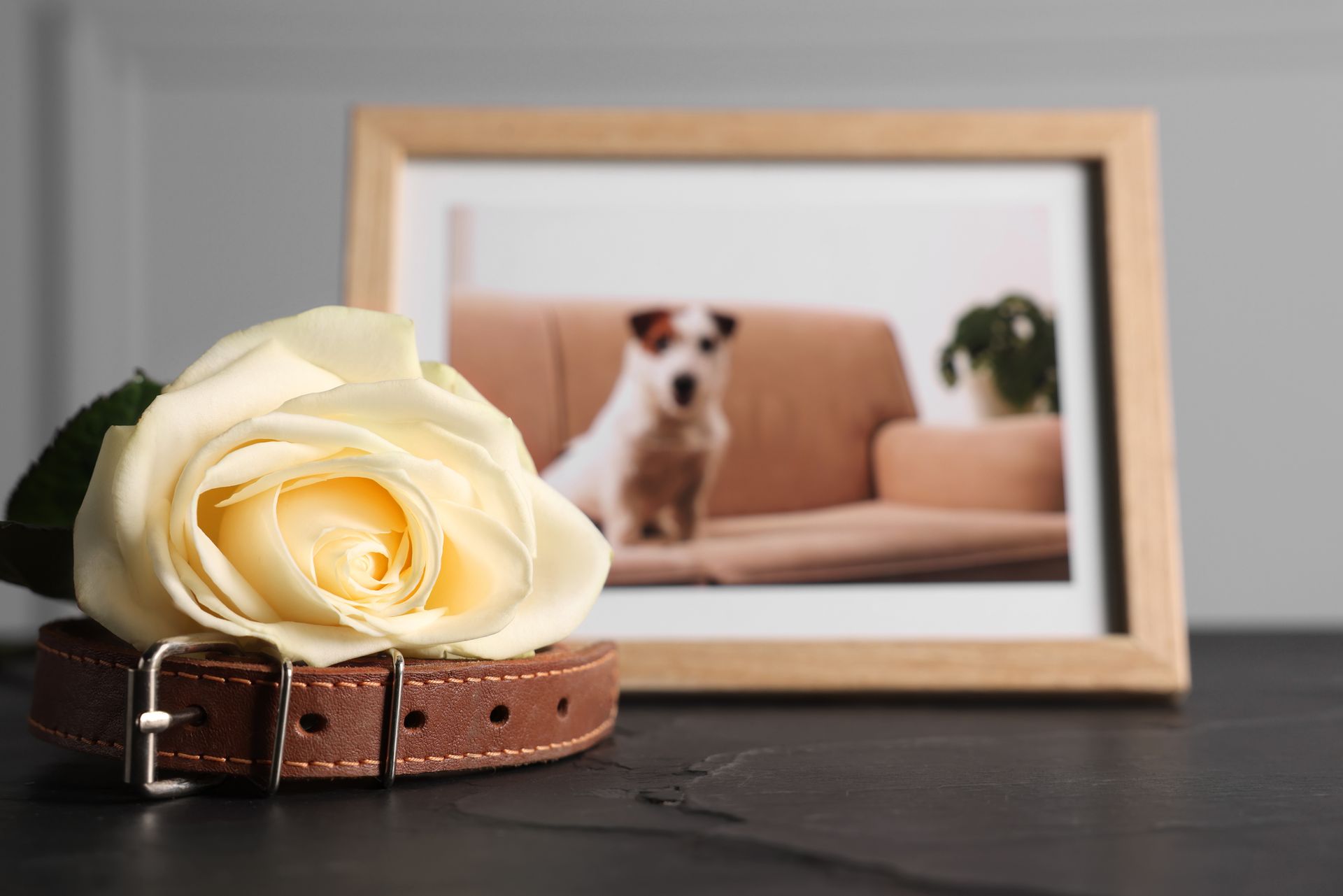 A white rose rests on a brown leather dog collar in front of a framed photo of a dog sitting on a sofa.