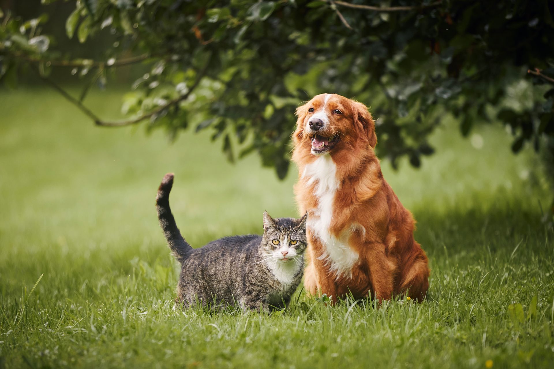 Cat and dog sitting together in grass under a tree. Dog is brown and white, cat is gray tabby.