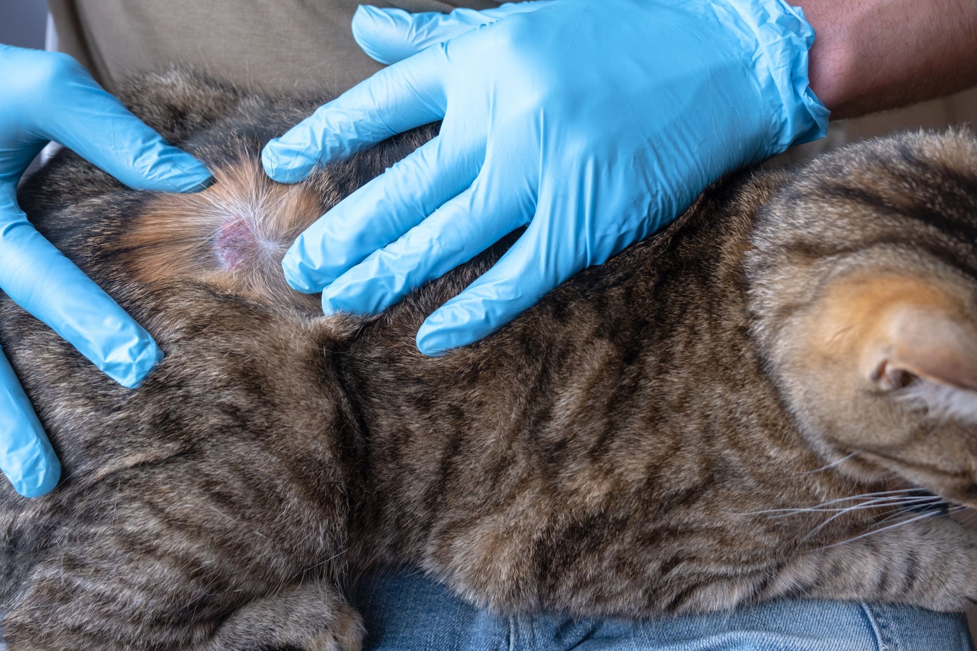 A person wearing blue medical gloves examines a circular, hairless patch of irritated skin on a tabby cat's back.