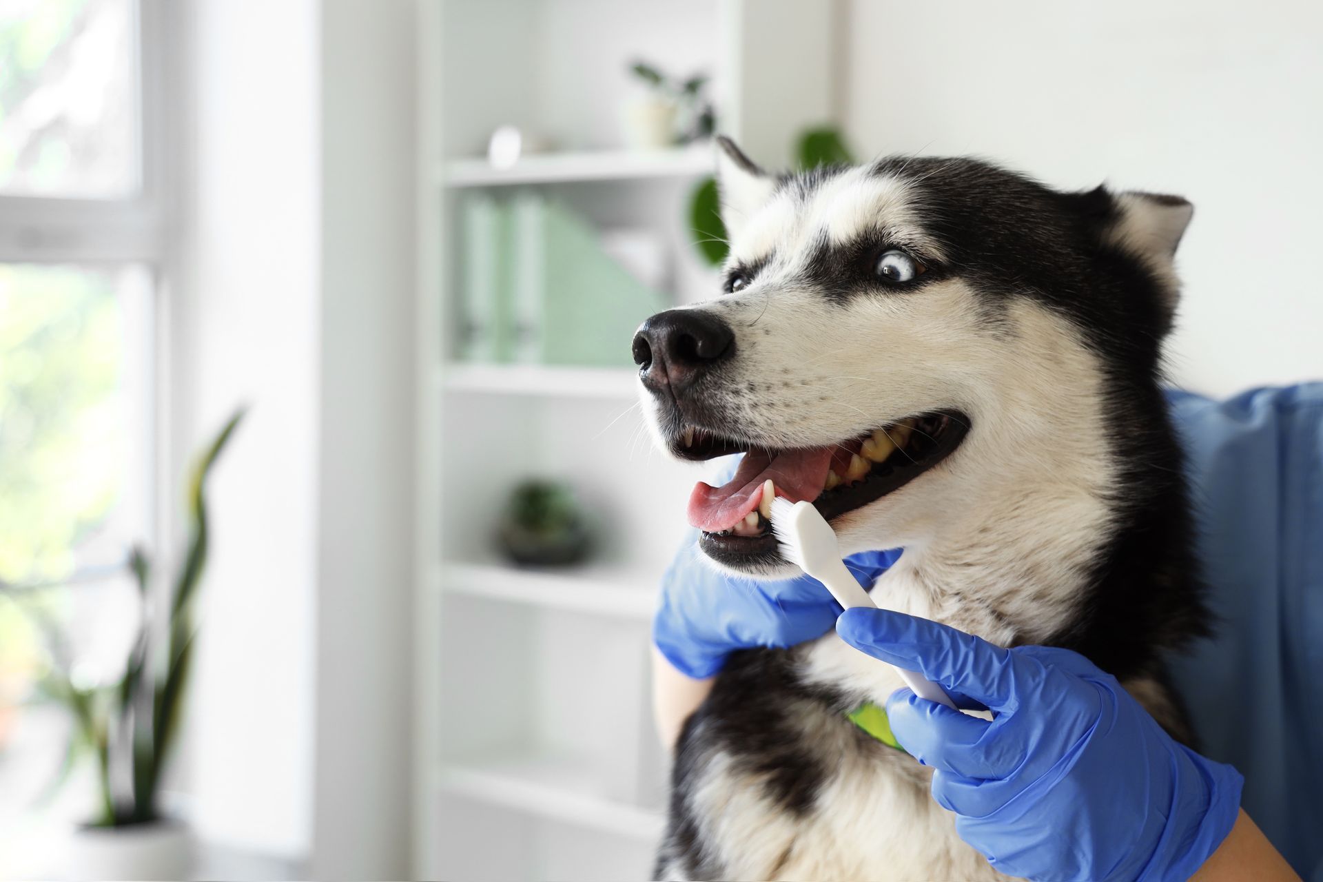 A person in blue medical gloves uses a toothbrush to clean the teeth of a husky dog in a bright, modern room.