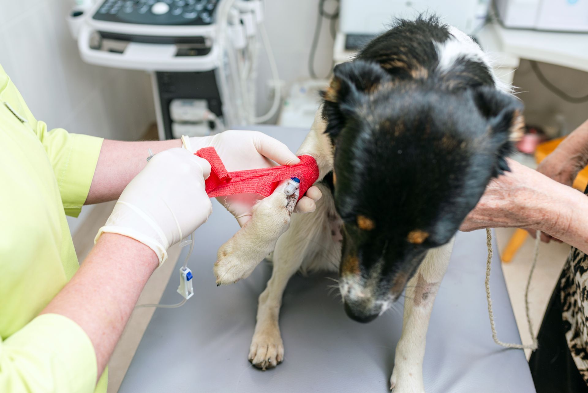 A veterinary professional in gloves applies a red bandage to a dog’s front leg in a clinic.