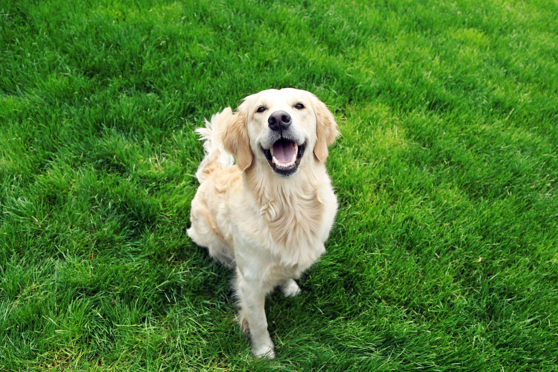Golden retriever sits smiling on green grass.
