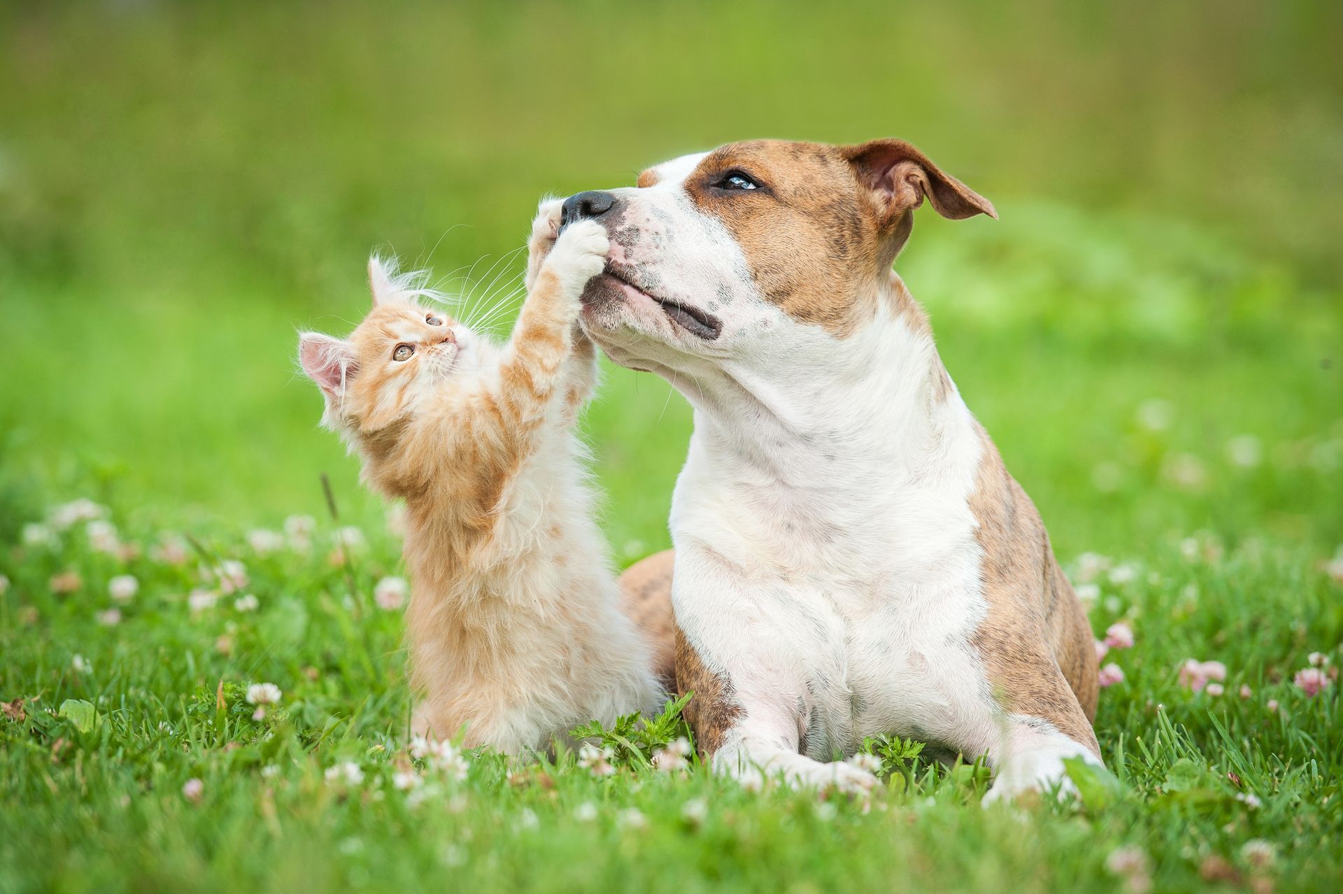 Orange kitten playfully paws a brown and white dog in a grassy field.