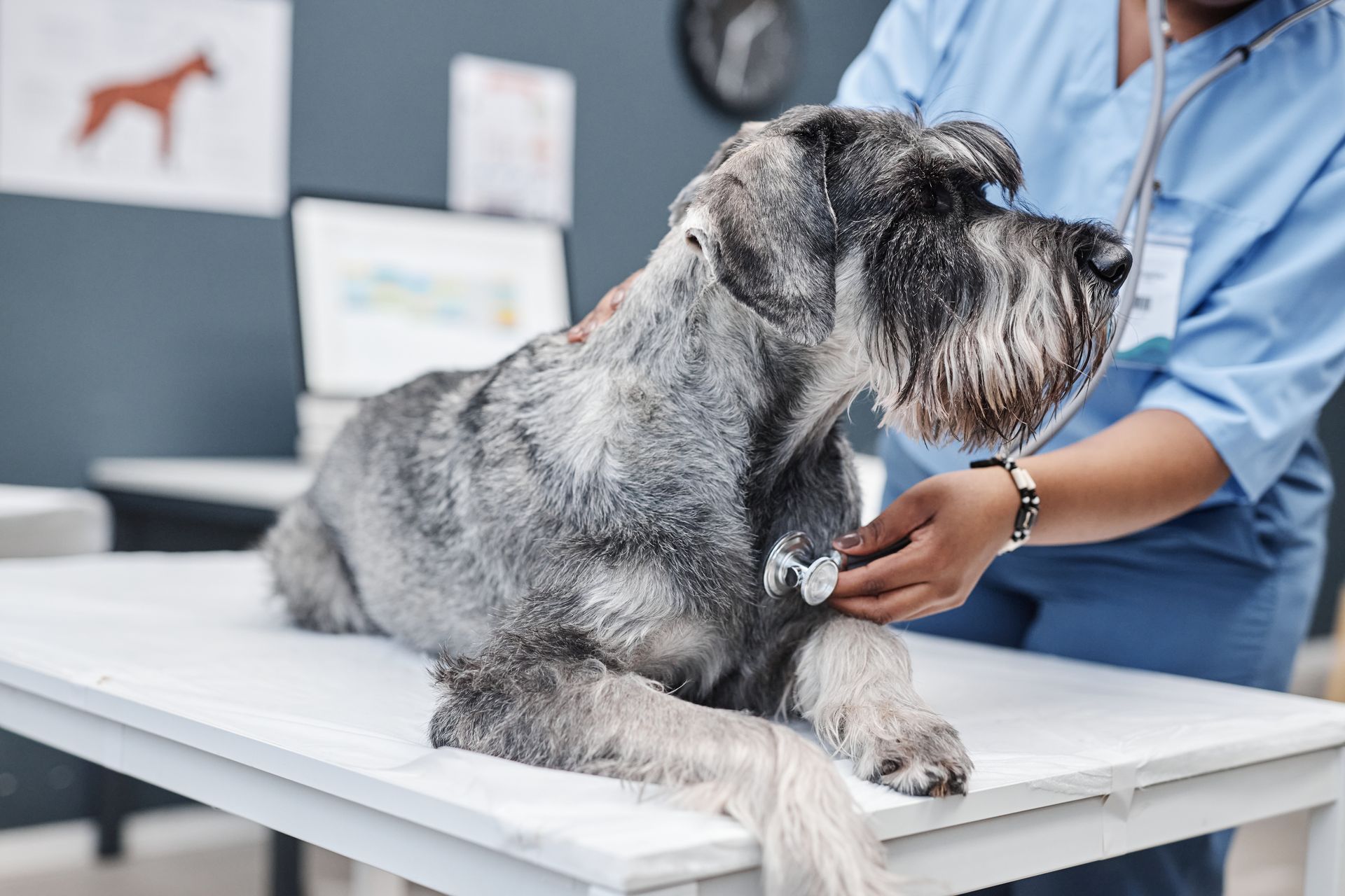 A veterinarian in blue scrubs uses a stethoscope to examine a grey, bearded schnauzer on an examination table.