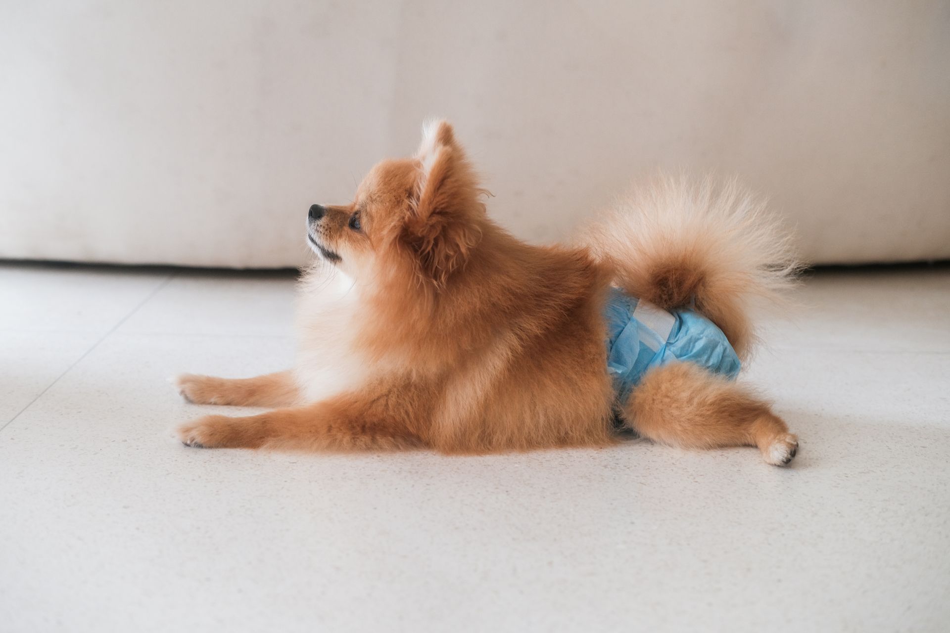 A small, light brown Pomeranian dog wearing a light blue patterned diaper, lying on a white floor.