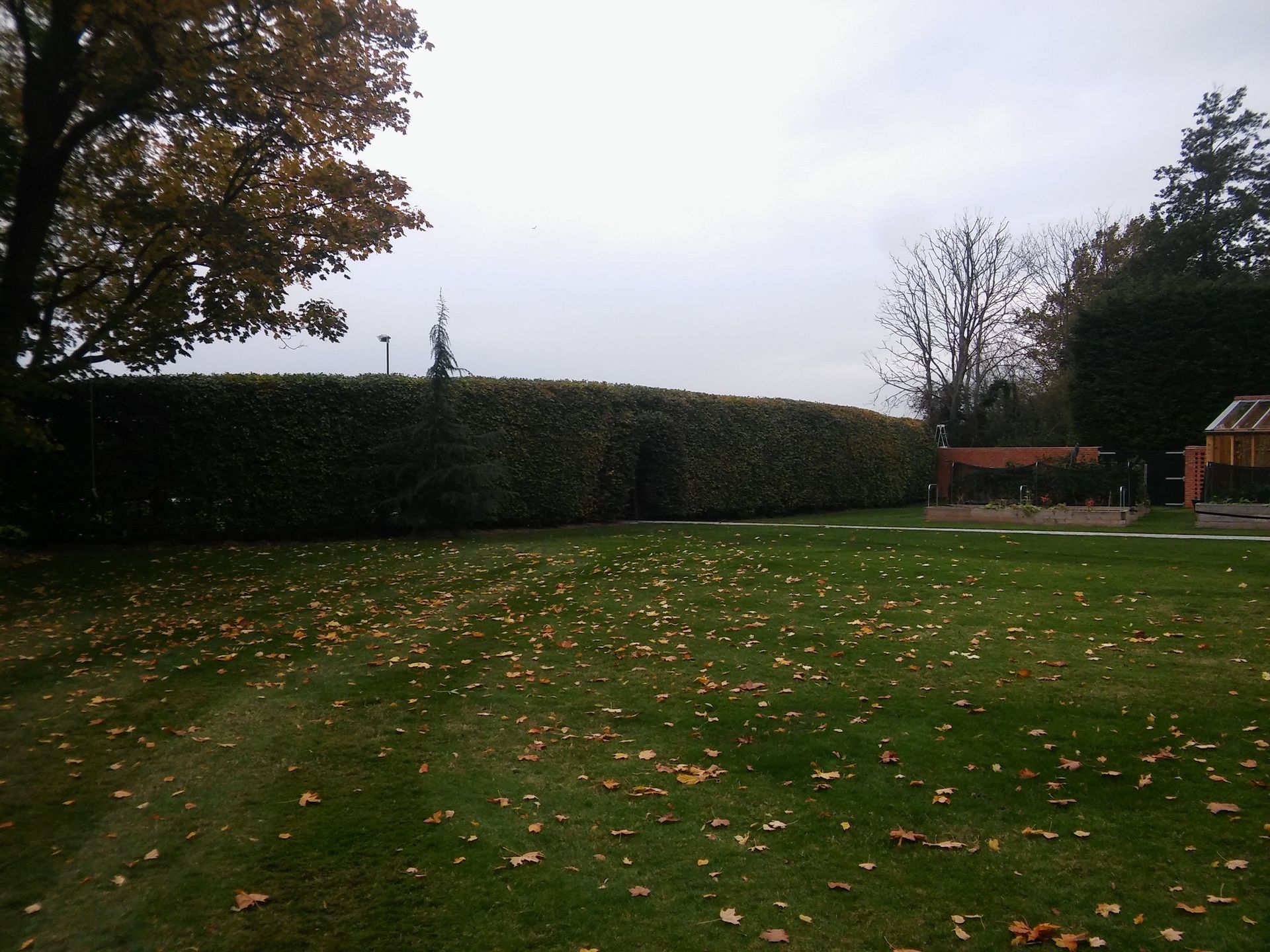 Large Hedge