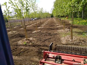 Tree & Hedge Planting, Turfing and Seeding