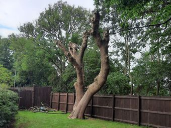 Topiary, Pollarding and Coppicing