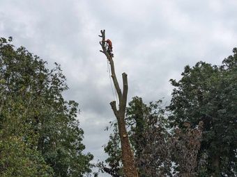 Tree Felling & Dismantling