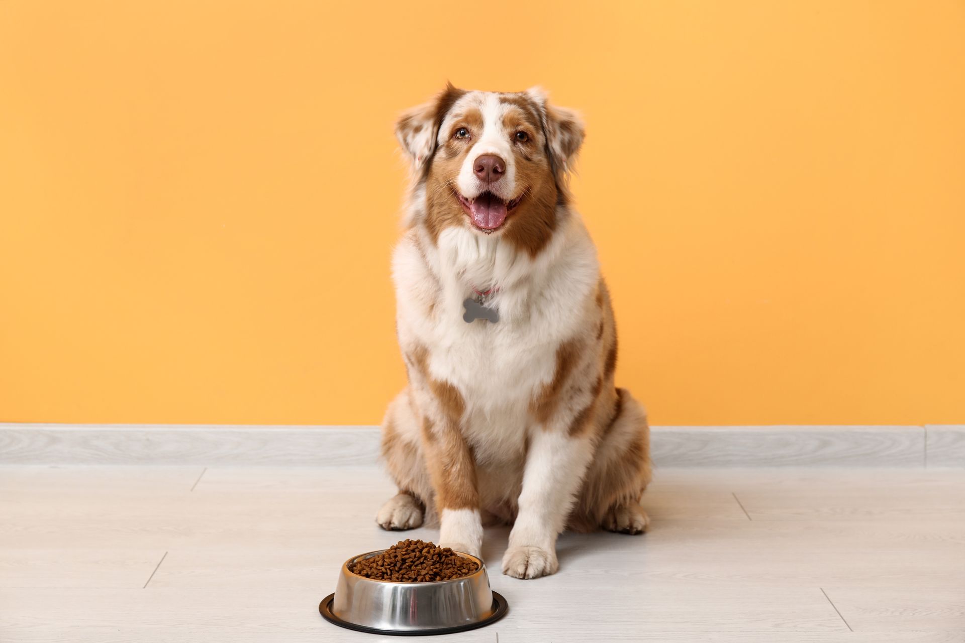 A dog is sitting next to a bowl of dog food.