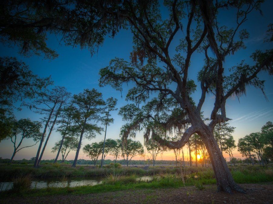 Sunset over a marsh with trees in silhouette. Blue sky, orange sun, and a large, leaning tree in foreground.
