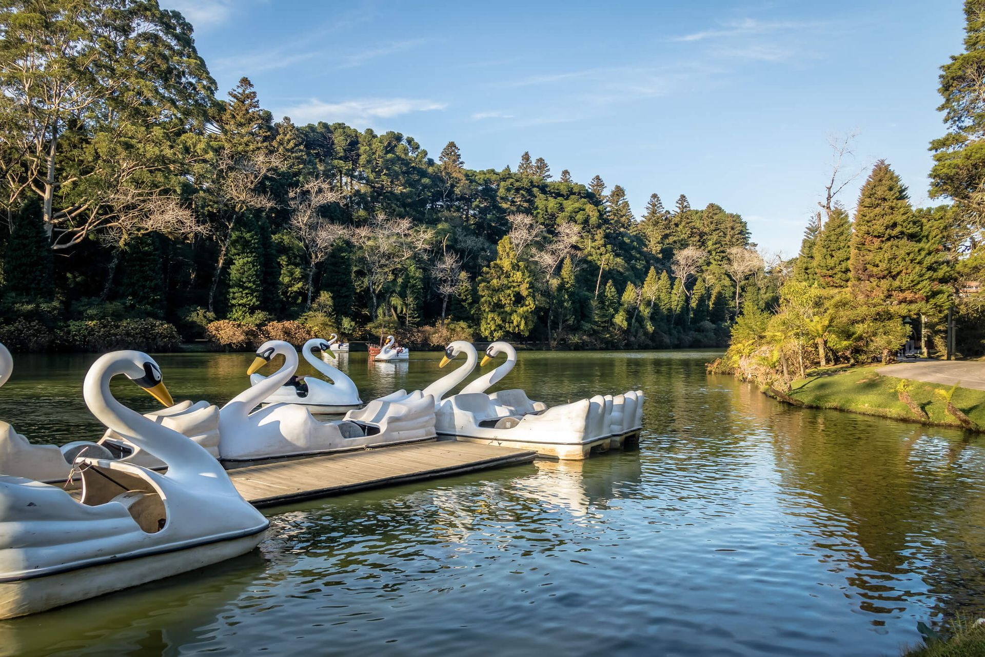 Pedalinhos em formato de cisne no Lago Negro, em Gramado, em um dia de céu azul e muito verde ao redor
