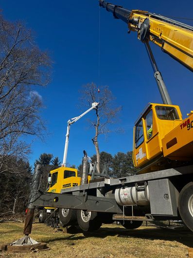 Tree service