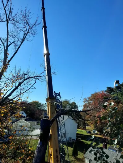 Tree service 5