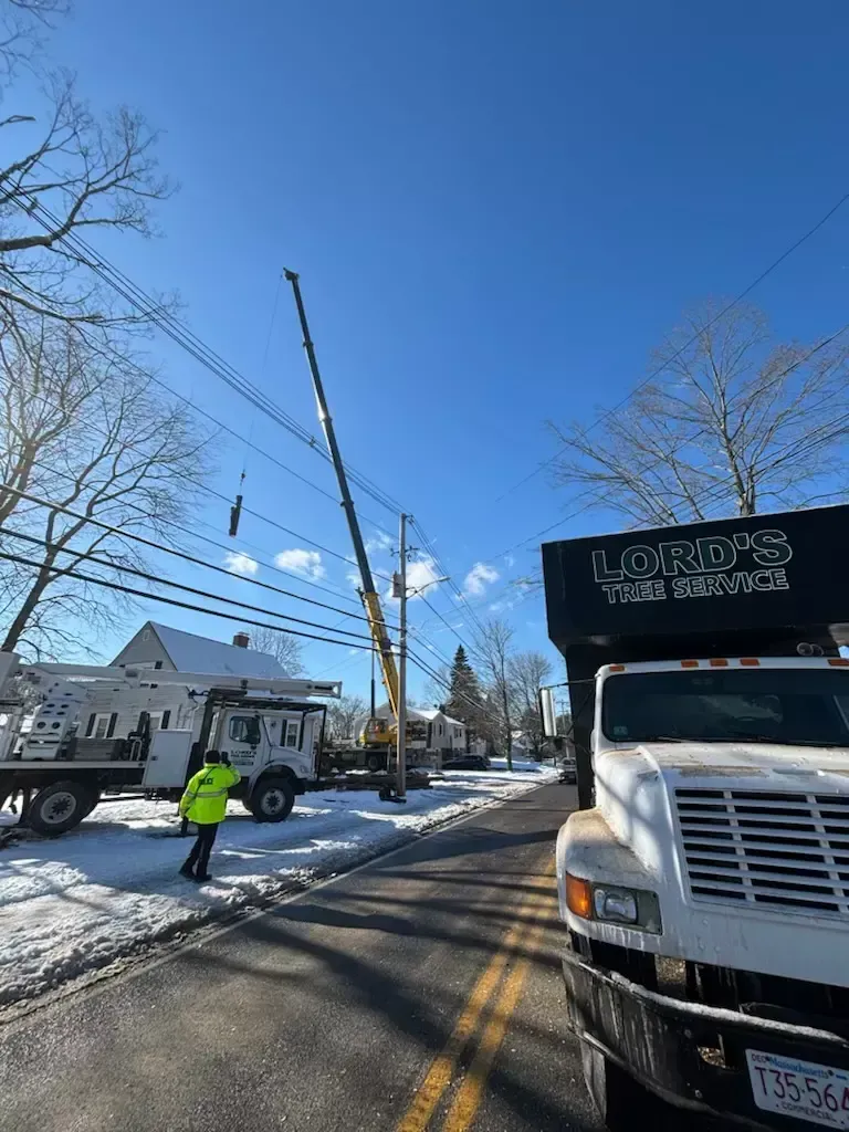 tree-service-boston-ma home