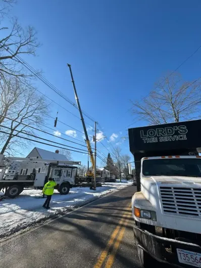 Tree service 7