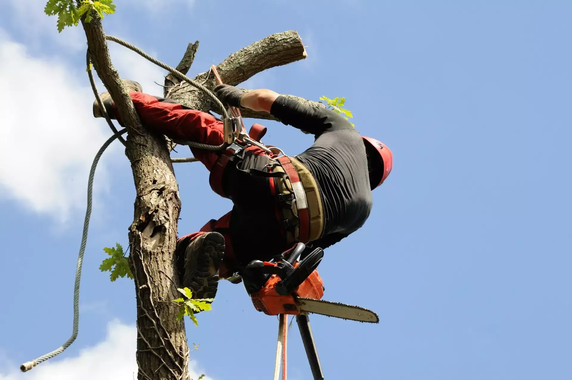 billerica-tree-service