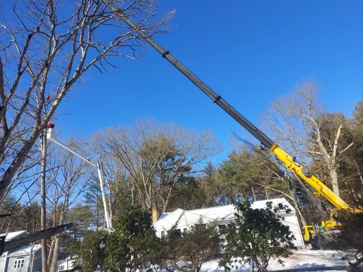 Tree service 2