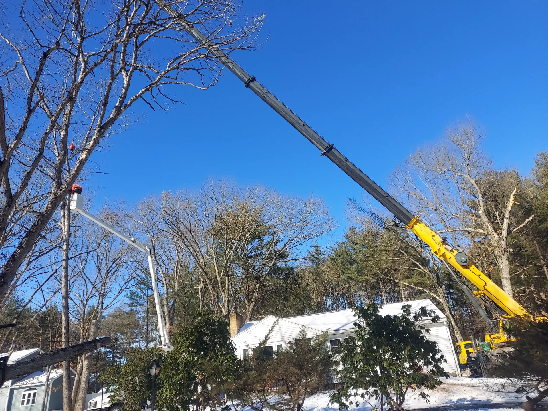 tree services 12