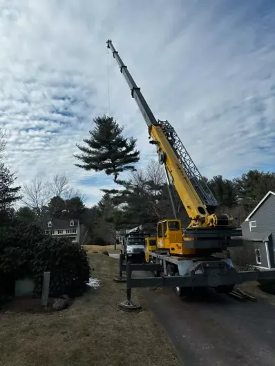 Tree service 9