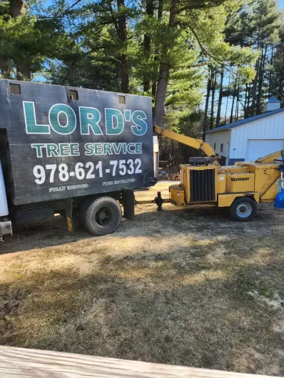 tree-removal-boston