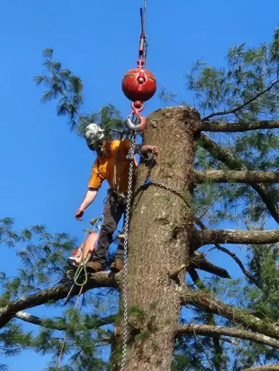 tree-removal-boston-ma