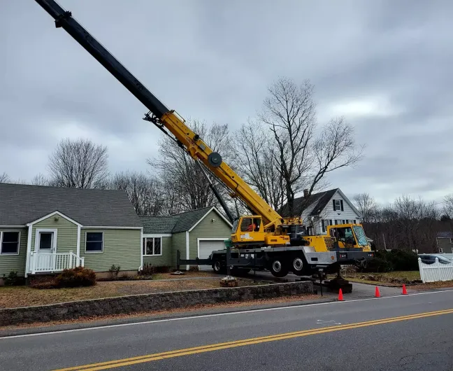 tree-removal-boston-ma-3