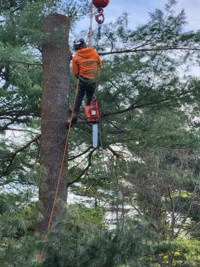 tree service