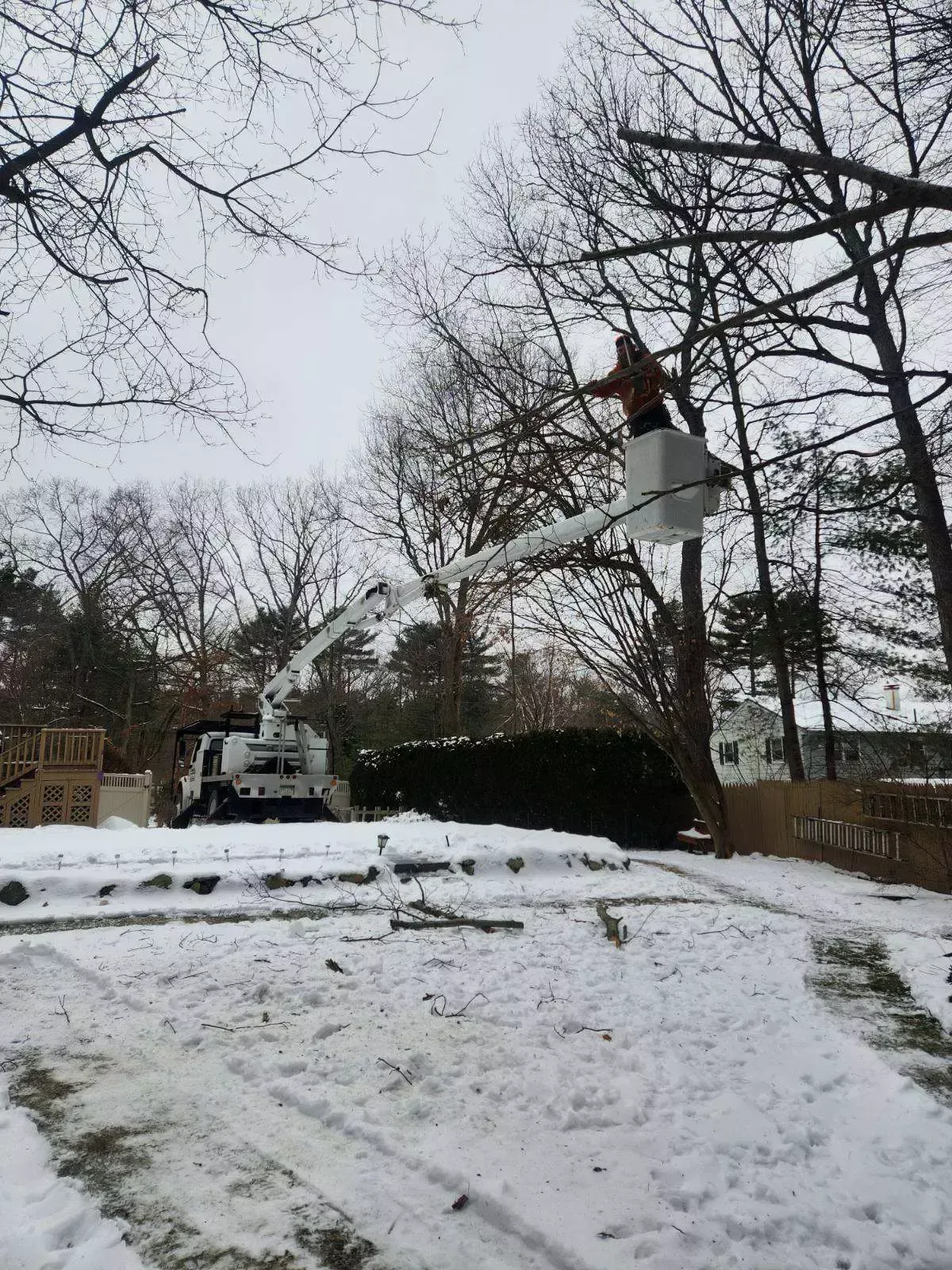 tree services 6