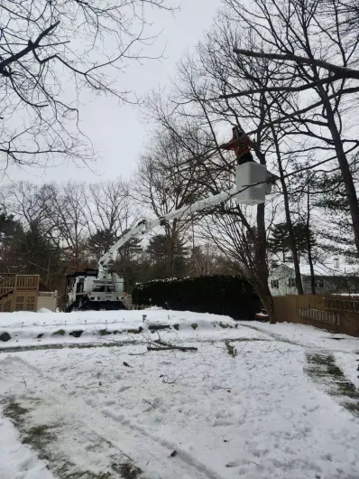 tree-service-boston-ma