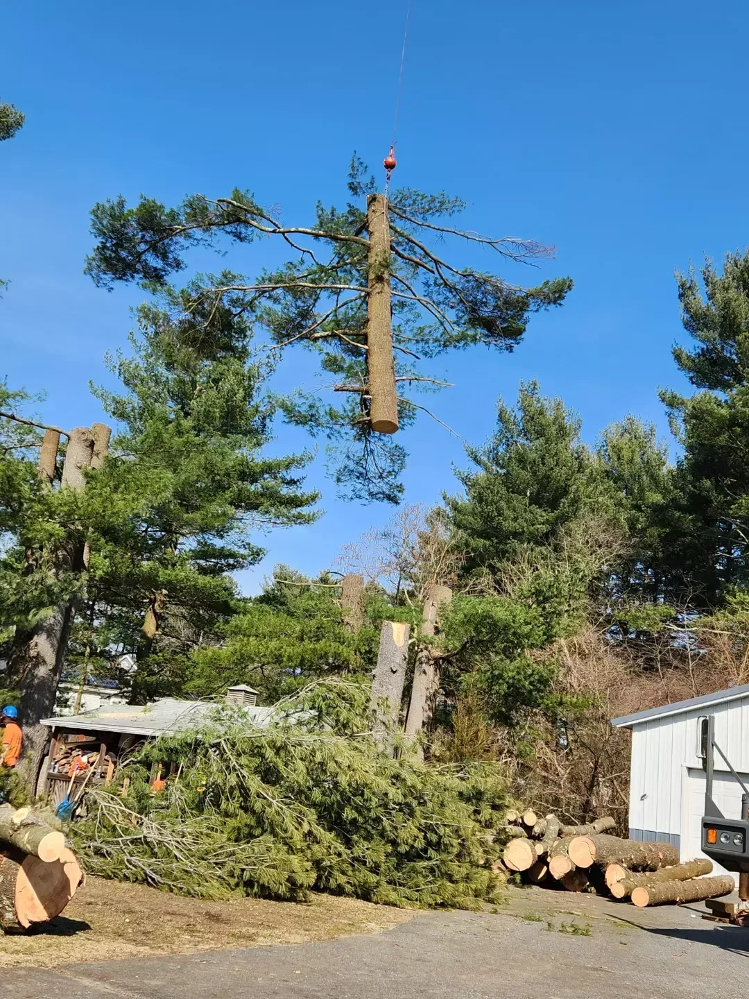 tree services 4
