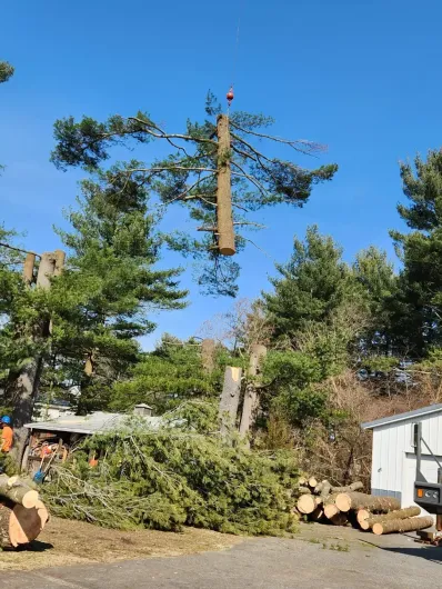 tree-service-boston-ma-2