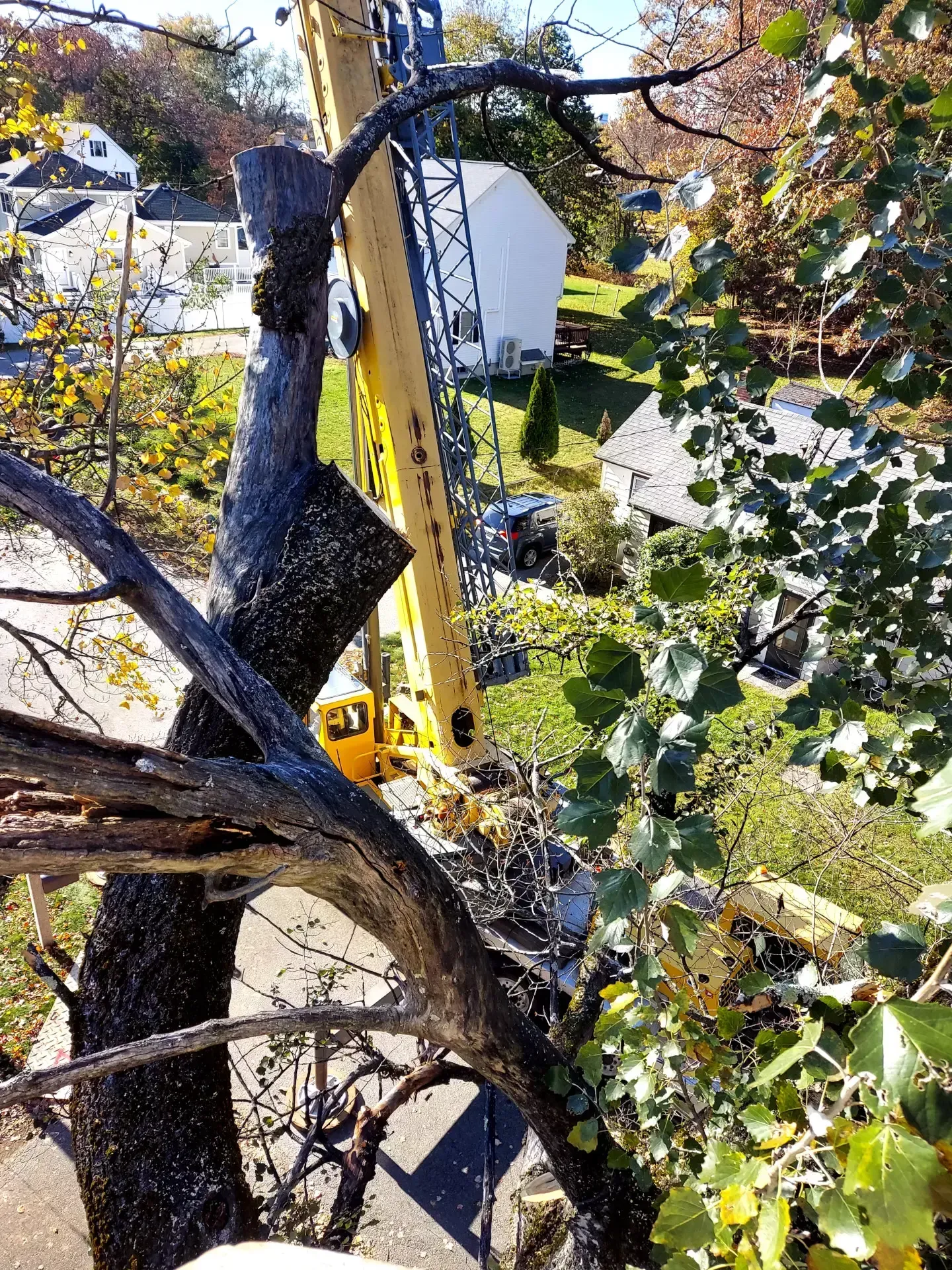 tree services 8